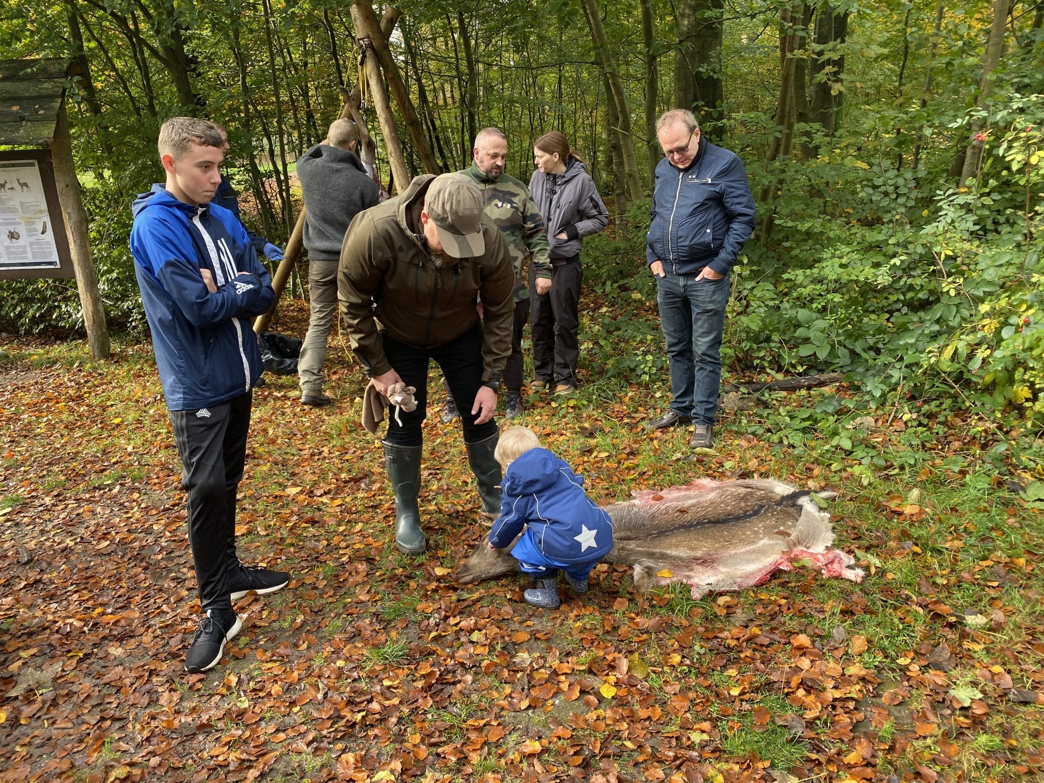 Hjortebrøl i Fuglsang Dyrehave, 2019. Foto: Andreas Dyhrberg Andreassen, Fredericia AVISEN.
