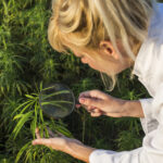 Scientist with magnifying glass observing CBD hemp plants on marijuana field