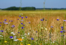 Fredericia skal tage stilling til ny grøn omlægningsplan