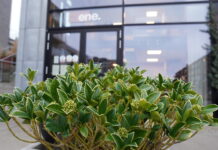 Ved Kanalen: Et alrum ved vandet med brasserie-retter og gode vine