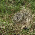 Hare (Lepus europaeus), young, one week old, Allgaeu, Bavaria, Germany, Europe
