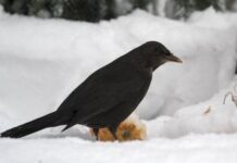 DMI melder om flot solskin i Jylland – resten af landet får mere skyet vejr