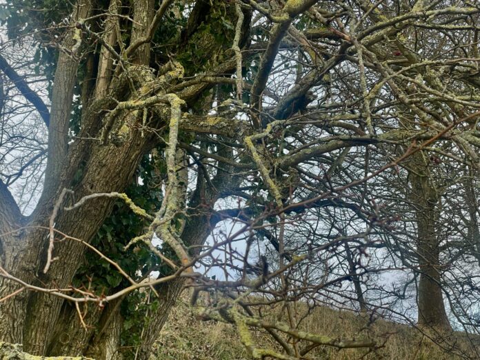 AVISEN 2024.01.15 Træer frost00001 storm