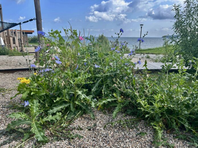 AVISEN 2024.08.02 Martinas Legeplads ukrudt tidsler00002