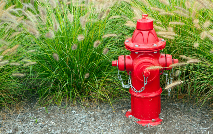 AVISEN 2024.08.20 Brandhane