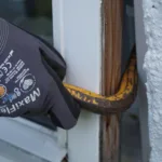 Krimi, Koben, Havevindue