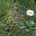 Vejret, græs og en blomst