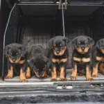 Fem moderløse rottweilere indgår i statistikken over dyr, internaterne fandt hjem til i år. Foto- Dyrenes Beskyttelse – til fri brug