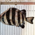 Fisk fra Stillehavet fanget i Kattegat