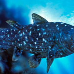 Fisken bliver kaldet et ’levende fossil’, da den for cirka 400 millioner år siden udviklede sig til den form, den har i dag. Foto- Canva.