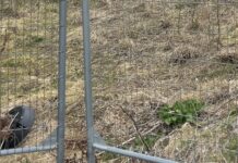 Fredericianer inden for voldene: »Hvad er planen for herinde?«