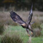 Kongeørn letter efter at have ædt. Foto- Jan Skriver:DOF BirdLife