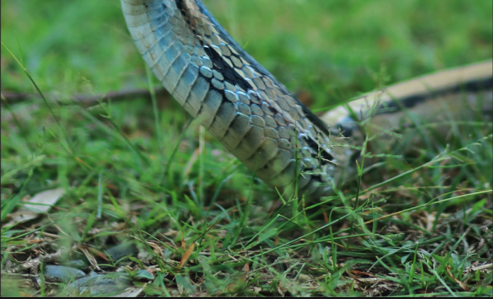 Skærmbillede 2023-08-08 kl. 10.52.55