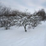 Sneen er på vej- Sørg for at turen ned på kælken ikke bliver en nedtur