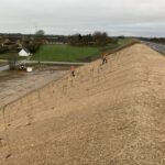 Træer bliver plantet langs Fynske Motorvej. Foto- Vejdirektoratet