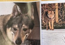 Naturvejleder gør status efter ulve-weekend i Fredericia: Ulv bekræftet – men også forveksling med hund