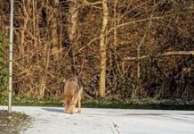 Ulven set flere steder i Fredericia